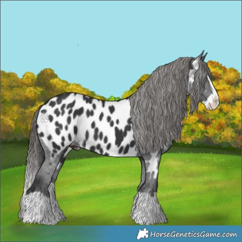Horse Color:Black Splash Appaloosa 