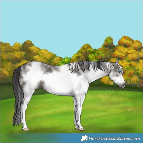 Horse Color:White Spotted Grullo Sabino Frame 