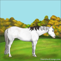 Horse Color:Bay Dun Sabino Splash Rabicano 