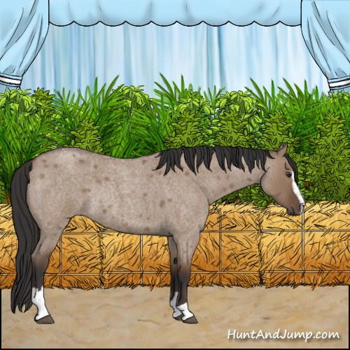 Horse Color:Bay Roan Dun Sabino Rabicano 