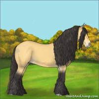 Horse Color:Buckskin 