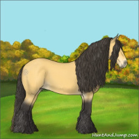 Horse Color:Buckskin 