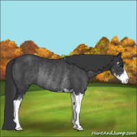 Horse Color:Black Sabino Rabicano 