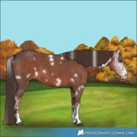 Horse Color:White Spotted Liver Chestnut Sabino 