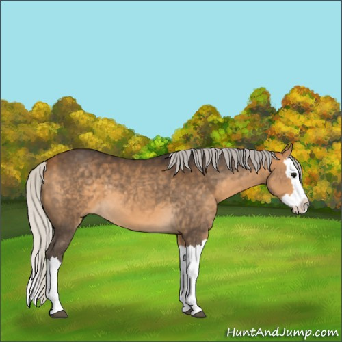 Horse Color:Silver Buckskin Splash 