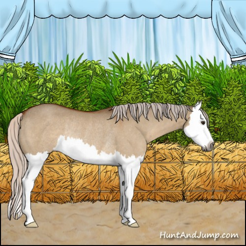 Horse Color:Gray Silver Brown Dun Splash Rabicano 