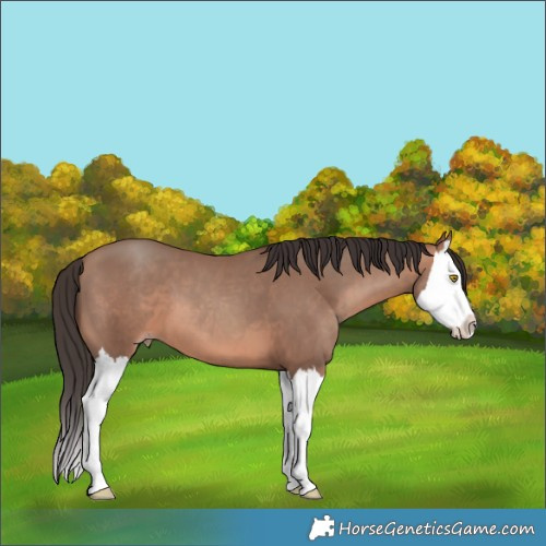 Horse Color:Sable Champagne Splash 