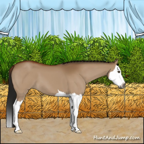 Horse Color:Gray Brown Dun Splash 