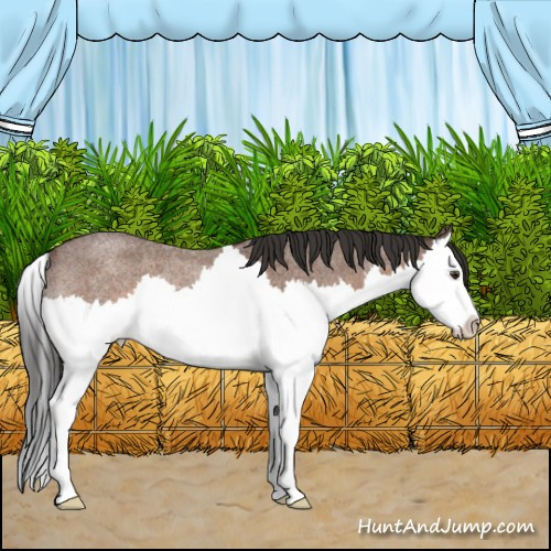Horse Color:Bay Roan Splash Rabicano 