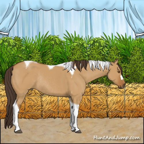 Horse Color:Buckskin Dun Tobiano Rabicano 