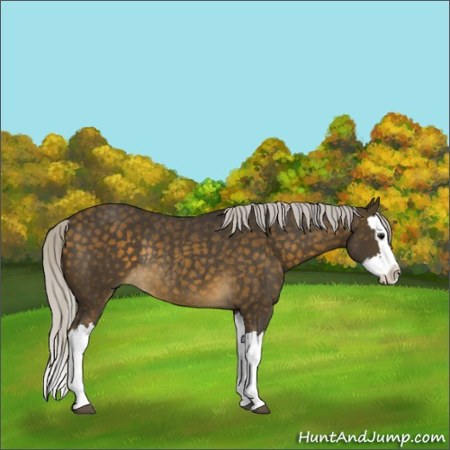 Horse Color:Silver Buckskin Splash Rabicano 