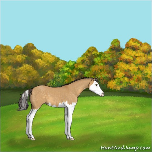 Horse Color:Buckskin Dun Splash 