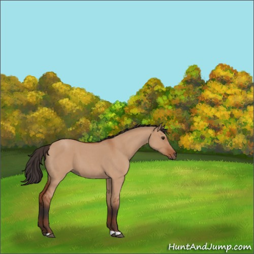 Horse Color:Brown Roan Dun Tobiano Rabicano 