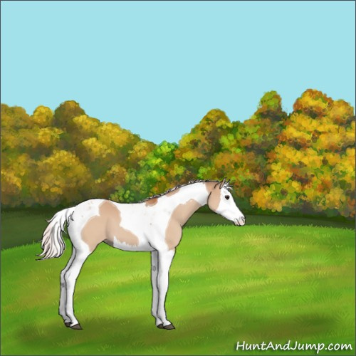 Horse Color:Silver Brown Dun Splash Tobiano 