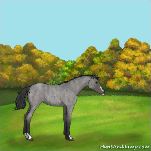 Horse Color:Blue Roan Sabino 