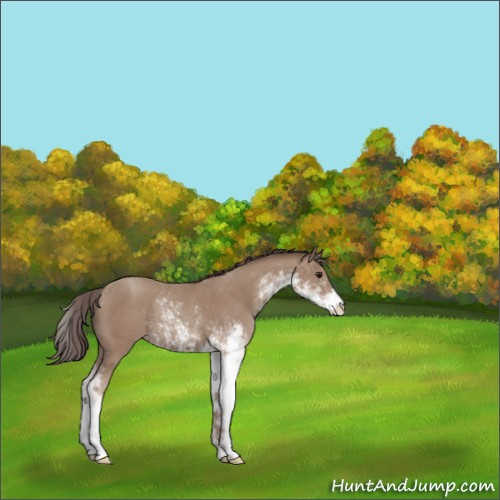 Horse Color:Classic Champagne Sabino Rabicano 
