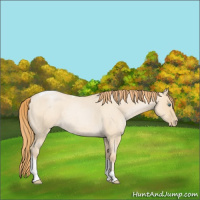 Horse Color:Smoky Grullo Roan Pearl Tobiano Rabicano 
