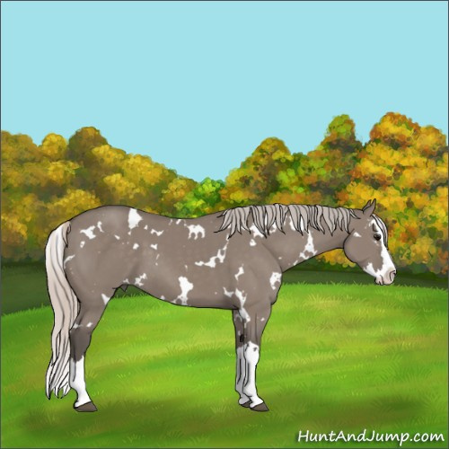 Horse Color:White Spotted Silver Grullo Splash 