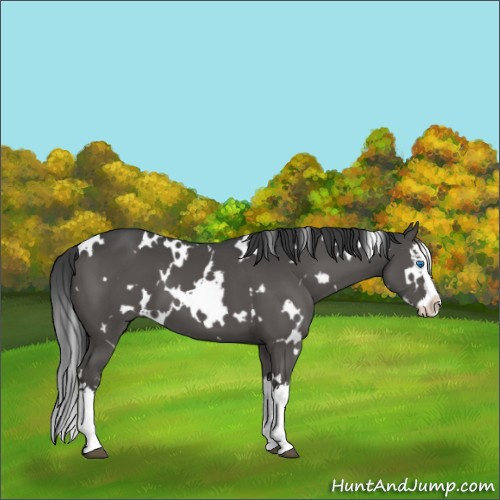 Horse Color:White Spotted Grullo Splash 