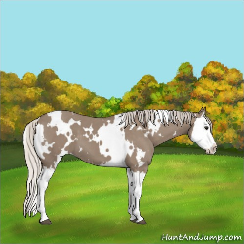 Horse Color:White Spotted Silver Grullo Splash 