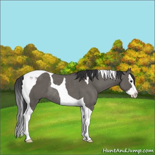 Horse Color:Grullo Splash Tobiano Rabicano 