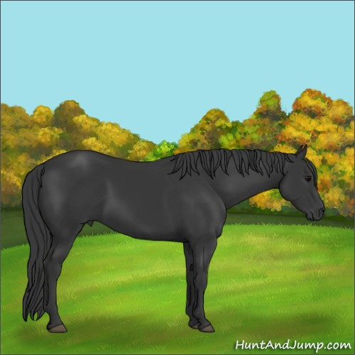 Horse Color:Black 