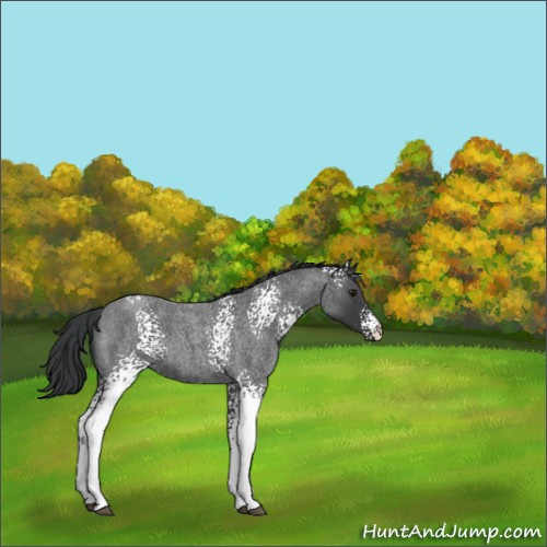 Horse Color:White Spotted Blue Roan 