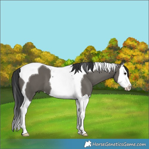 Horse Color:Grullo Splash Tobiano 