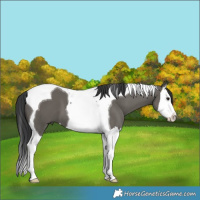 Horse Color:Grullo Splash Tobiano 