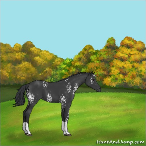 Horse Color:White Spotted Black Tobiano 