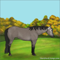 Horse Color:Gray Grullo 