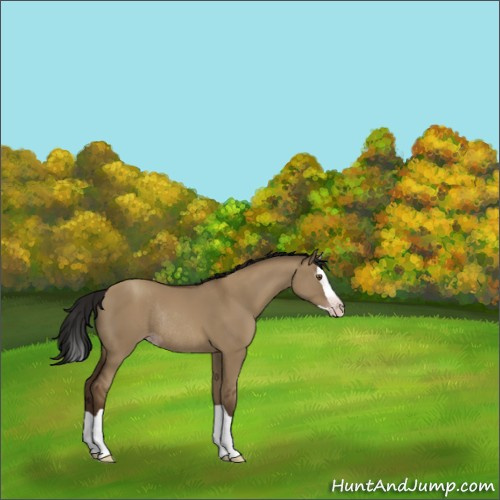 Horse Color:Gray Classic Champagne Dun Splash Rabicano 