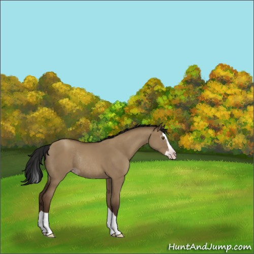 Horse Color:Gray Classic Champagne Dun Splash Rabicano 
