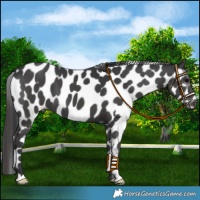 Horse Color:Black Near Leopard 