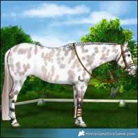 Horse Color:Brown Roan Dun Near Leopard 