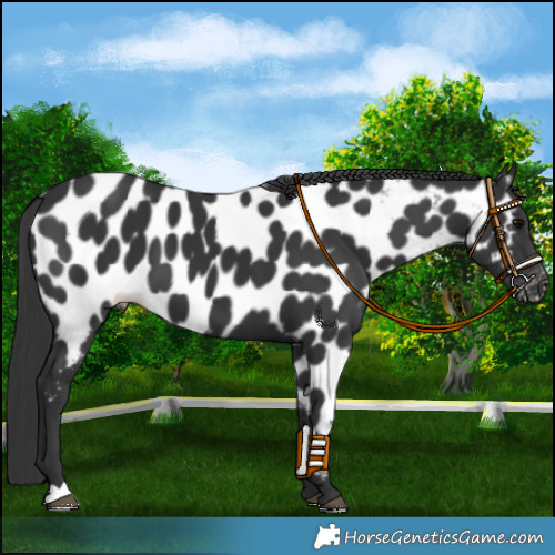 Horse Color:Black Appaloosa 