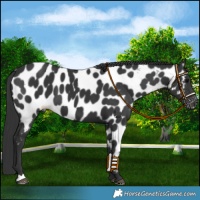 Horse Color:Black Near Leopard