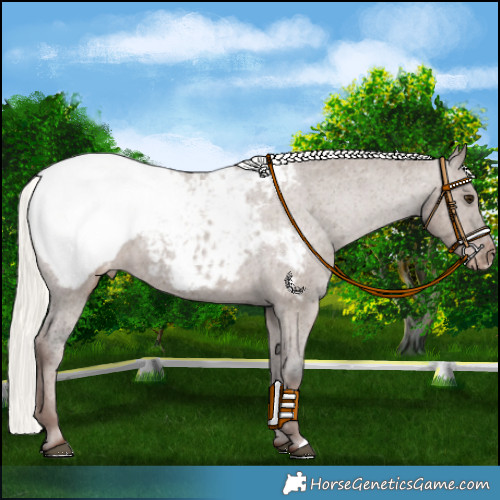 Horse Color:Liver Red Dun Mushroom Appaloosa 