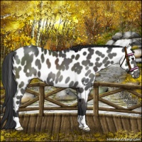 Horse Color:Black Near Leopard 