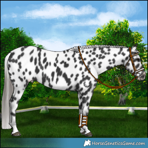 Horse Color:Black Appaloosa 