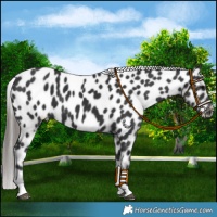 Horse Color:Black Near Leopard 