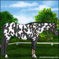 Horse Color:Black Appaloosa