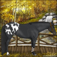 Horse Color:Black Mushroom Appaloosa