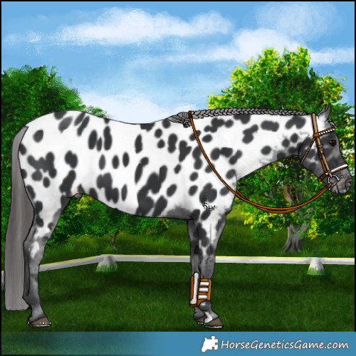 Horse Color:Black Appaloosa 