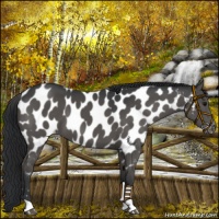 Horse Color:Black Near Leopard 