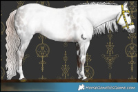 Horse Color:Gray Liver Chestnut Tobiano Appaloosa 