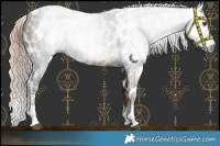 Horse Color:Gray Liver Chestnut Tobiano Appaloosa 