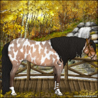 Horse Color:Gray Sable Champagne Roan Appaloosa 