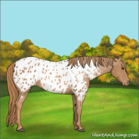Horse Color:Chestnut Appaloosa