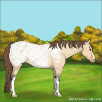Horse Color:Bay Dun Appaloosa